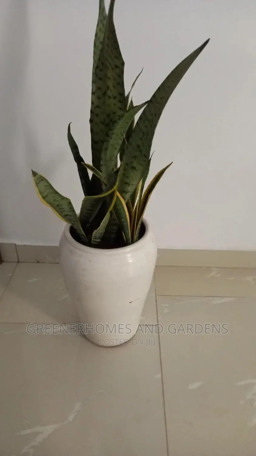 Sansevieria Plant A.K.A Snakeplant