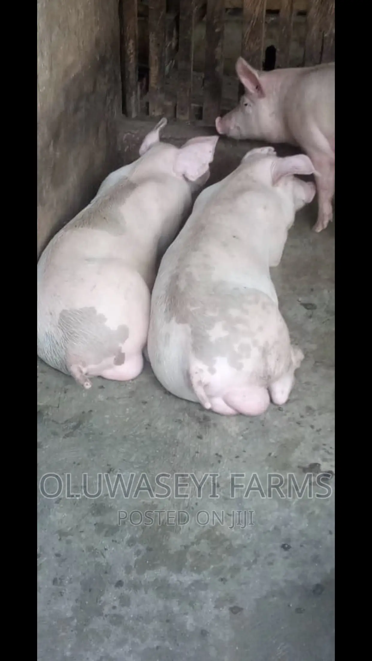 Landrace Pigs