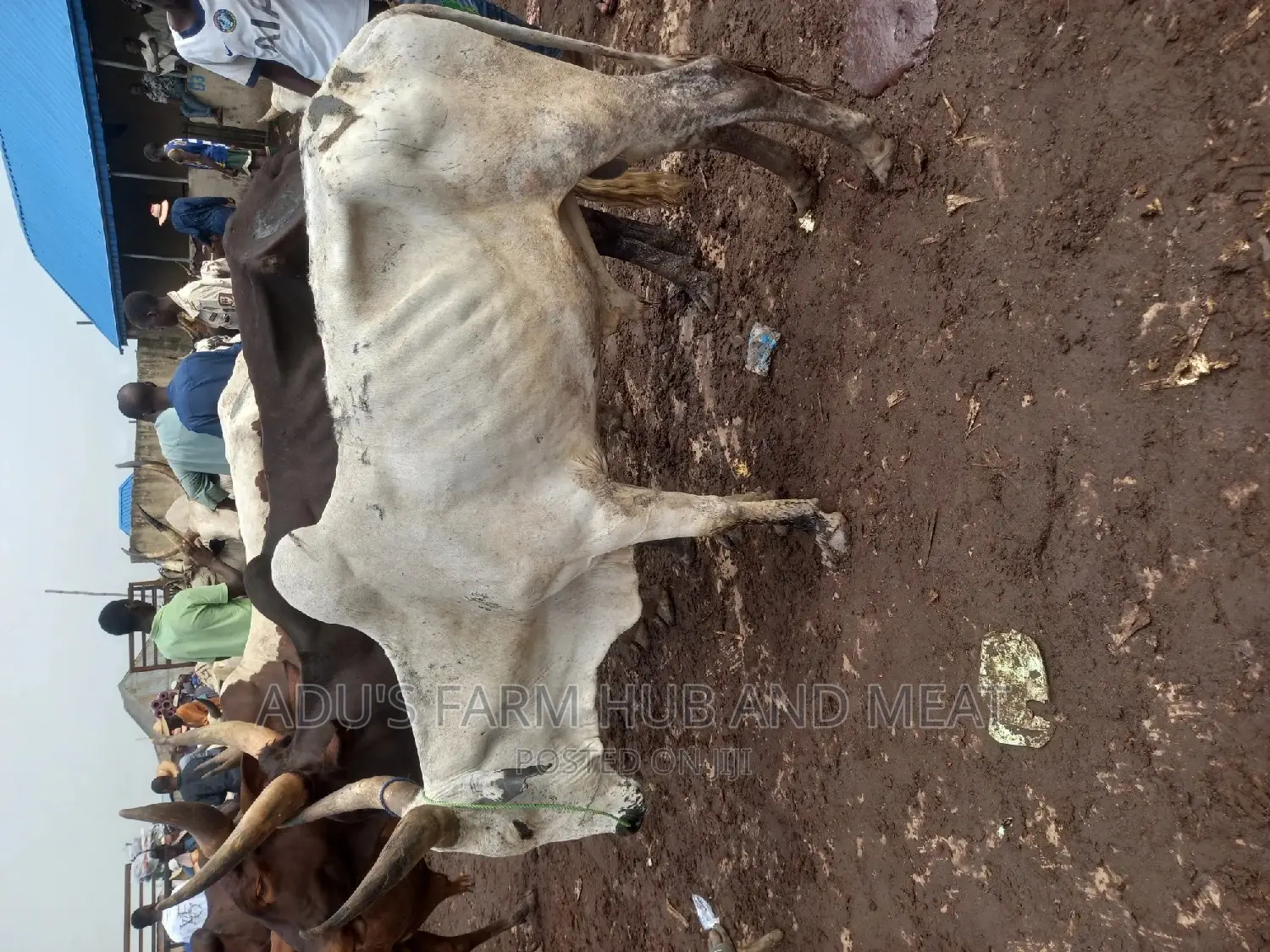 Big Healthy Cows