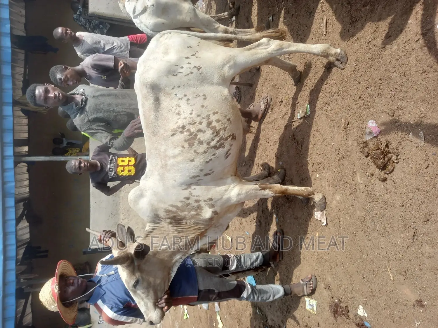 Big Healthy Cows
