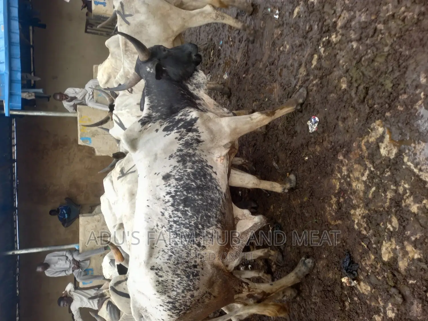 Big Healthy Cows