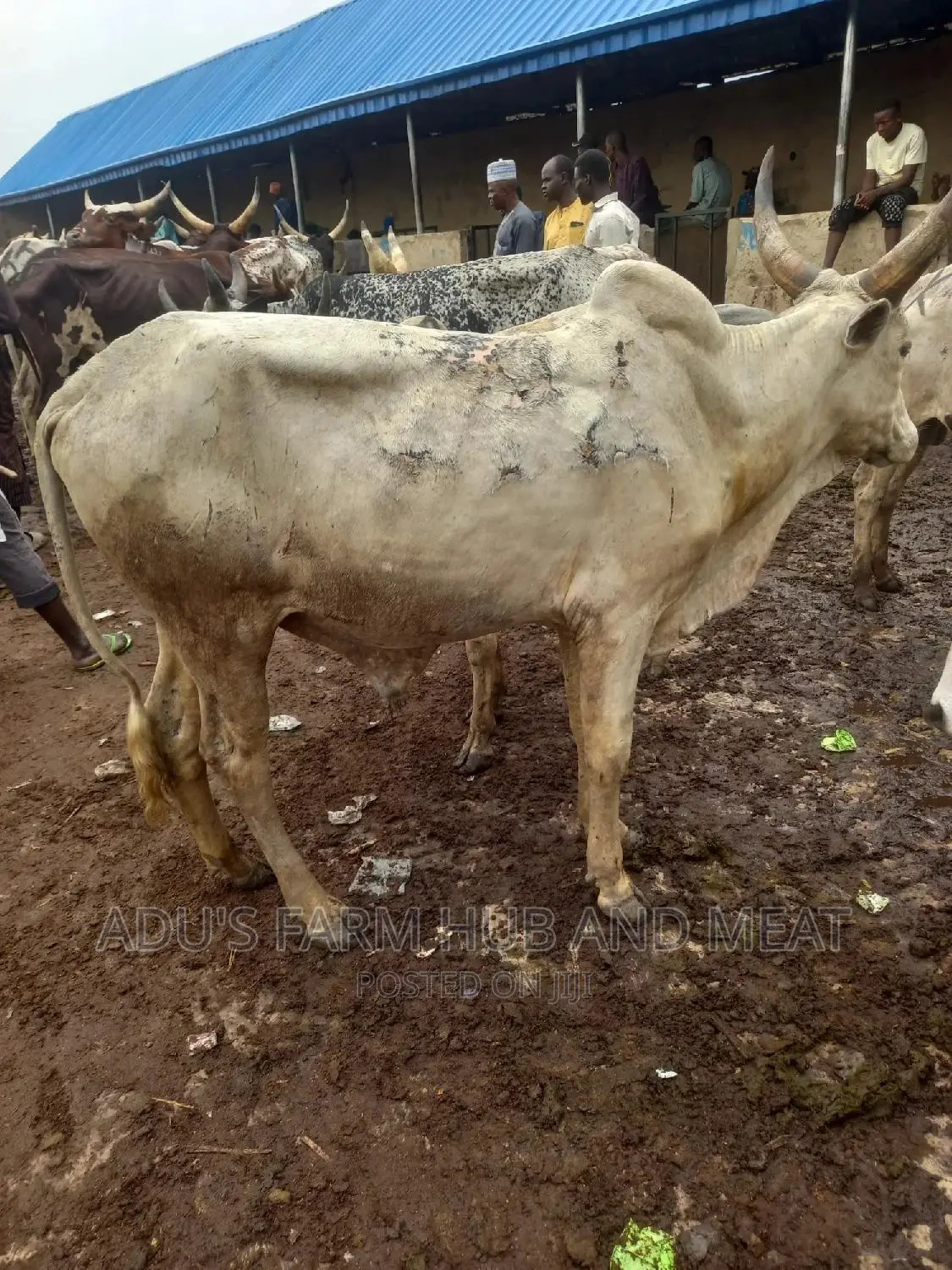 Giant Cows