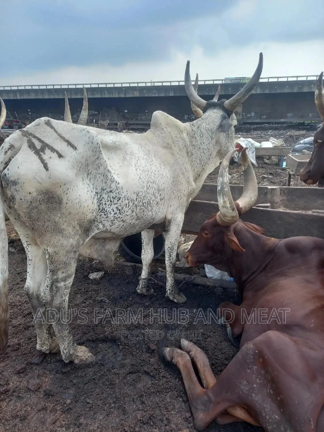 Giant Cows