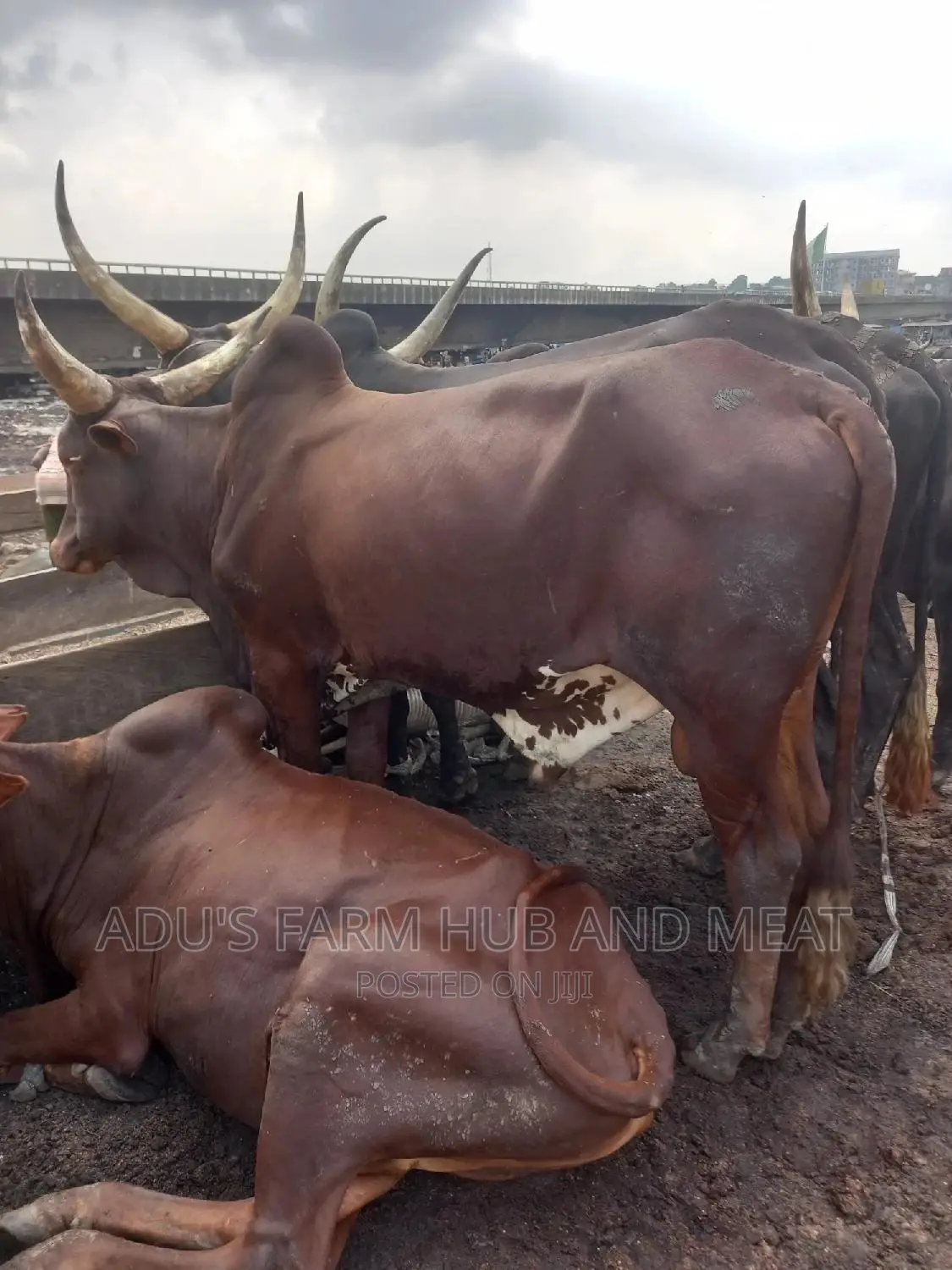 Giant Cows