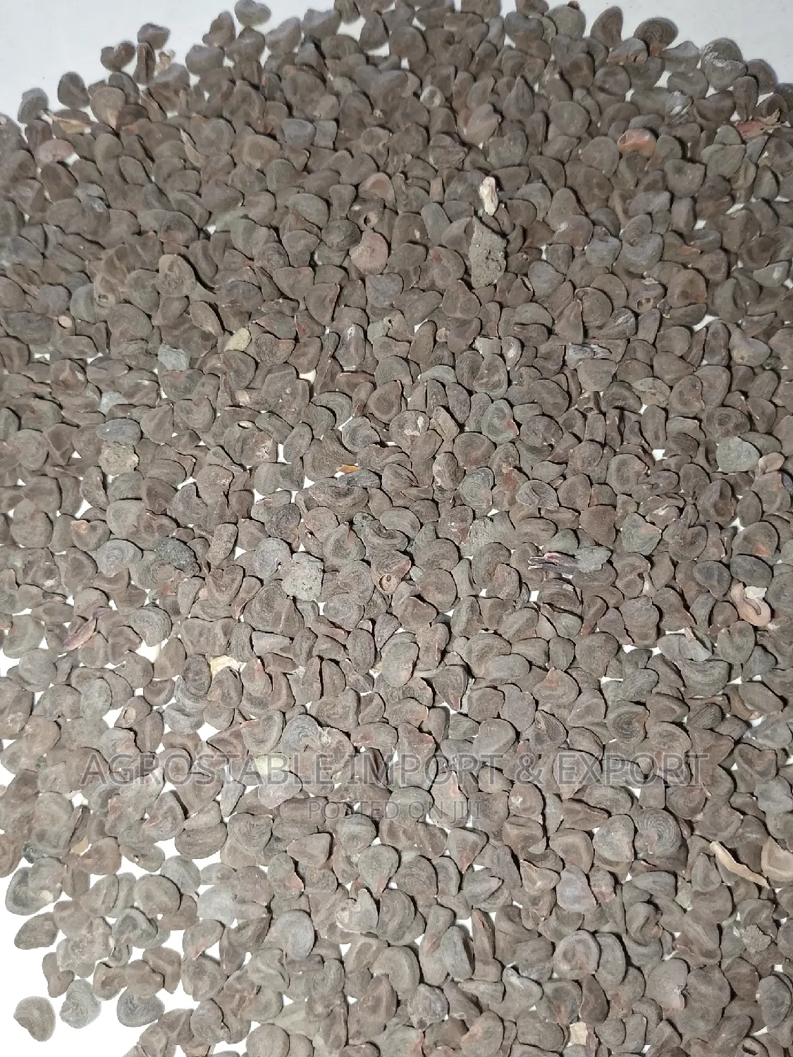 Hibiscus Flower Seeds