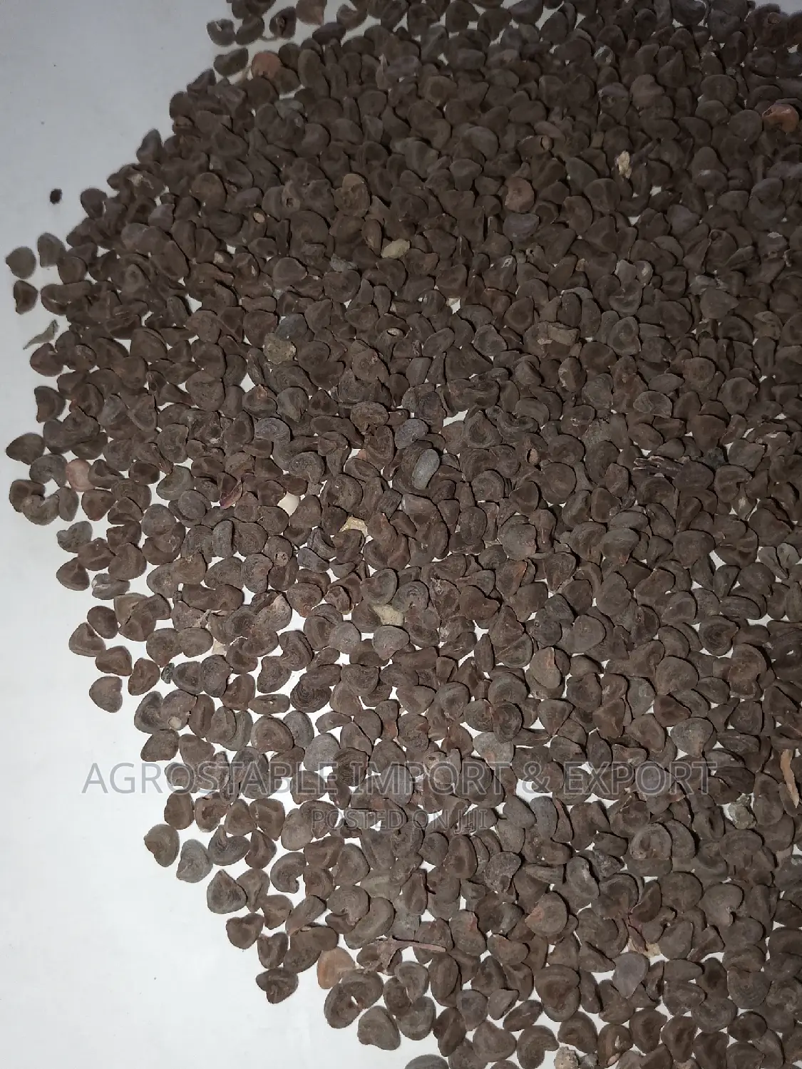 Hibiscus Flower Seeds