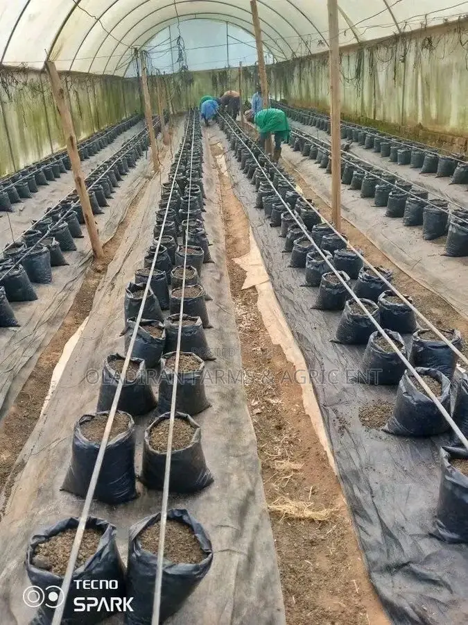 Grow Bags For Greenhouse And Soiless Farming