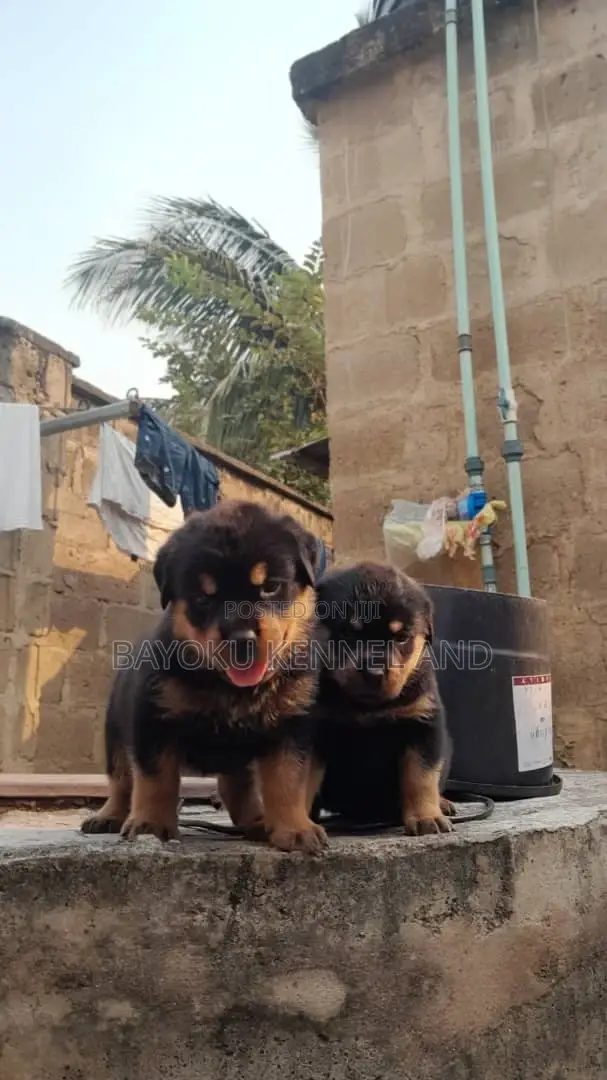 1-3 months Male Purebred Rottweiler