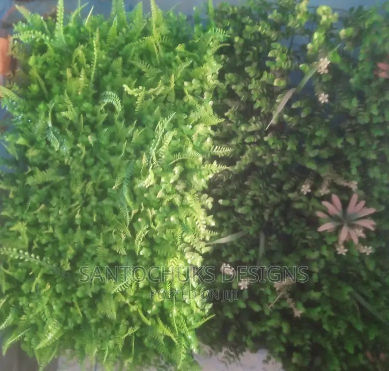 Wall Grass