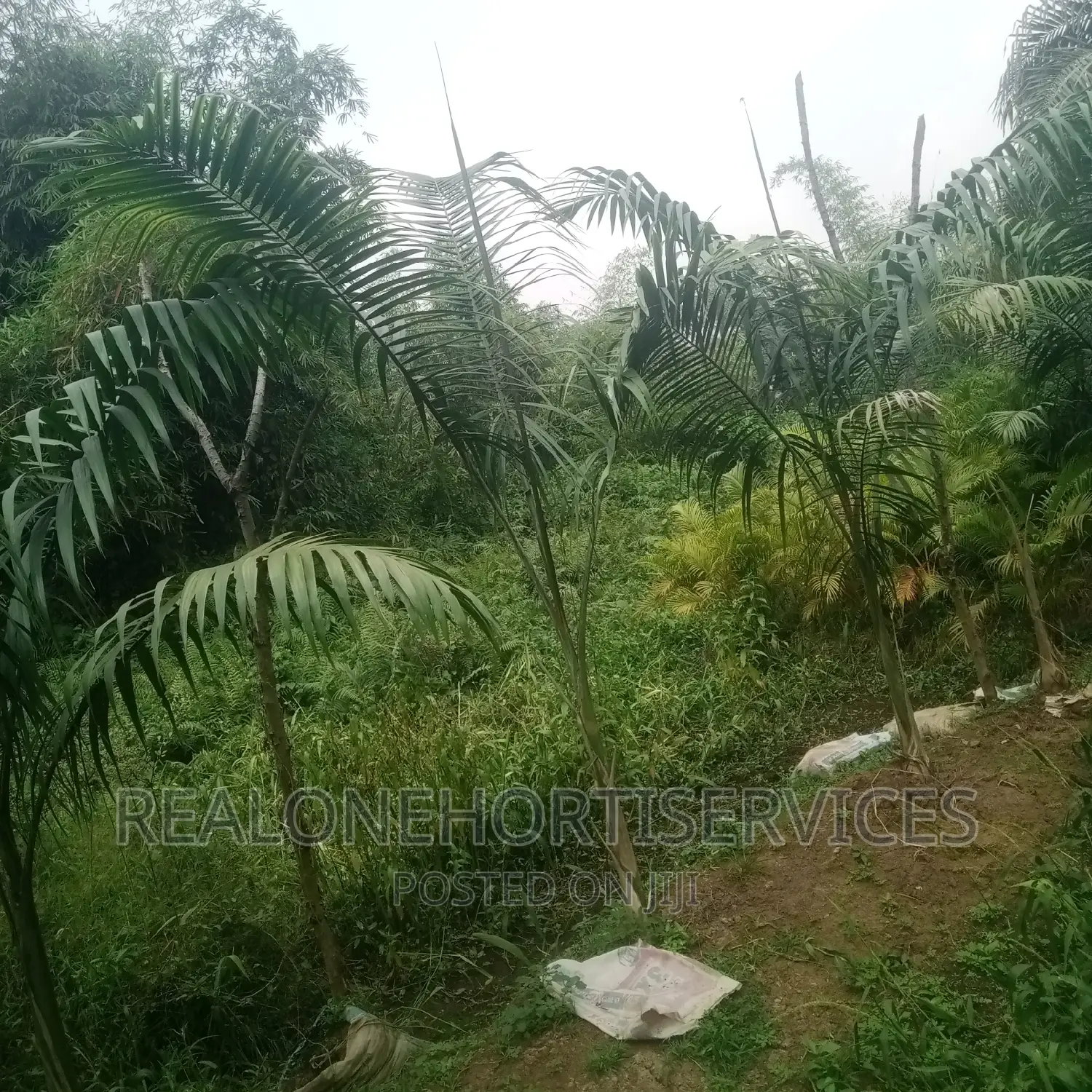 Matured Royal Palms for Hotel, Homes, School, Malls, Park
