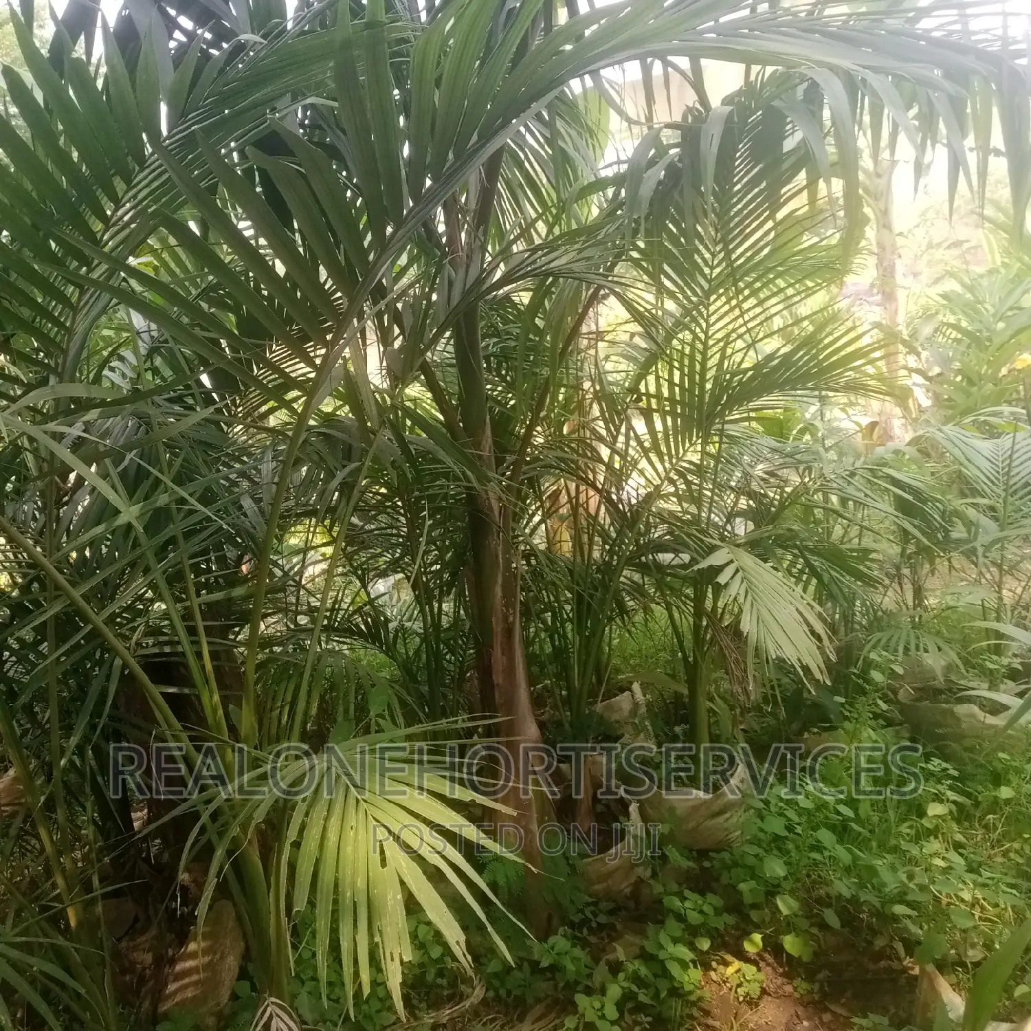 Matured Royal Palms for Hotel, Homes, School, Malls, Park