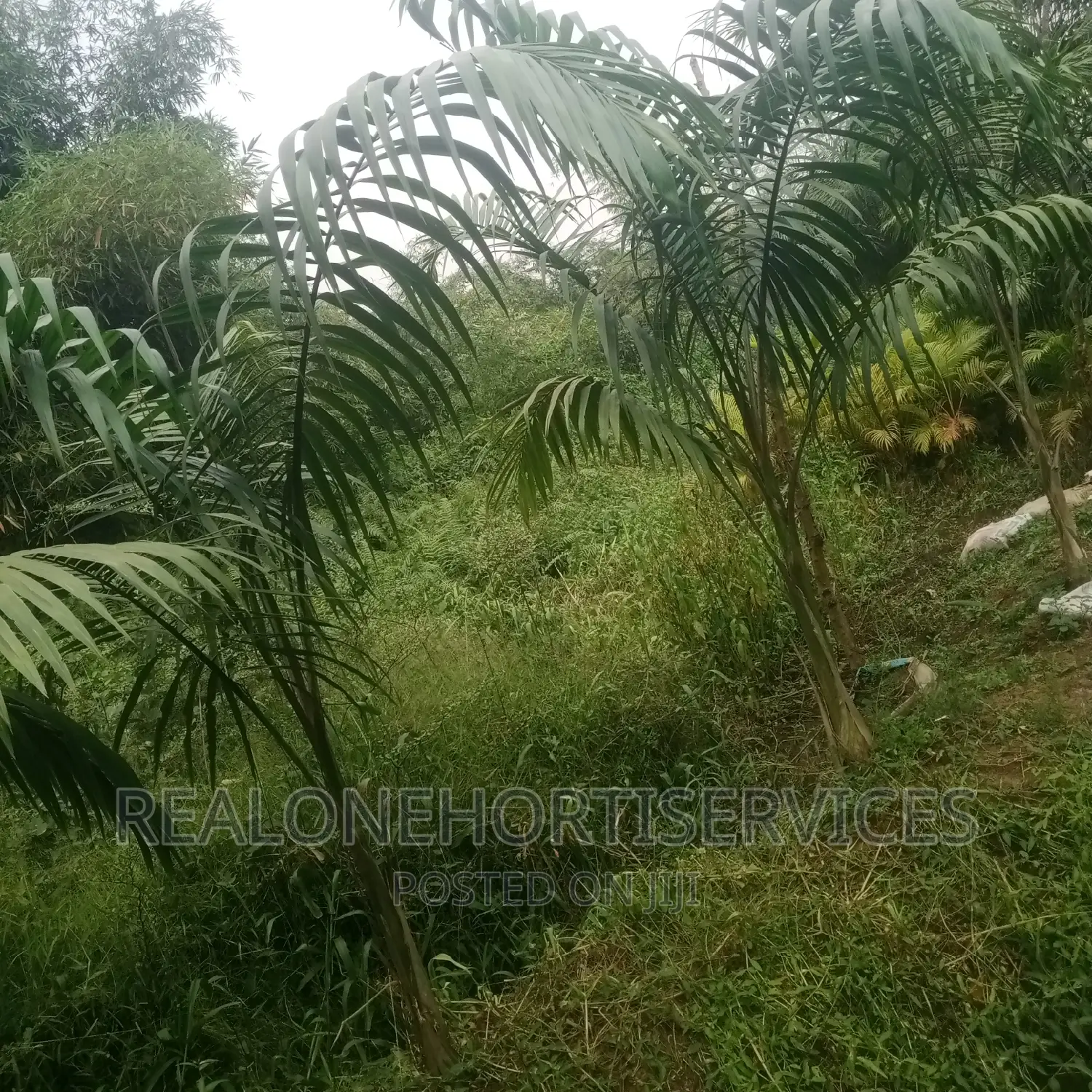 Matured Royal Palms for Hotel, Homes, School, Malls, Park