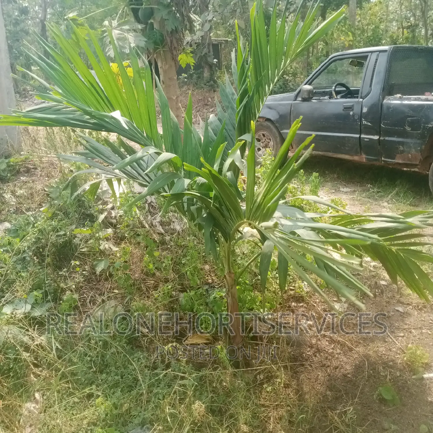 Queens Palm; Landscape Element for Home, Office , Hotels,