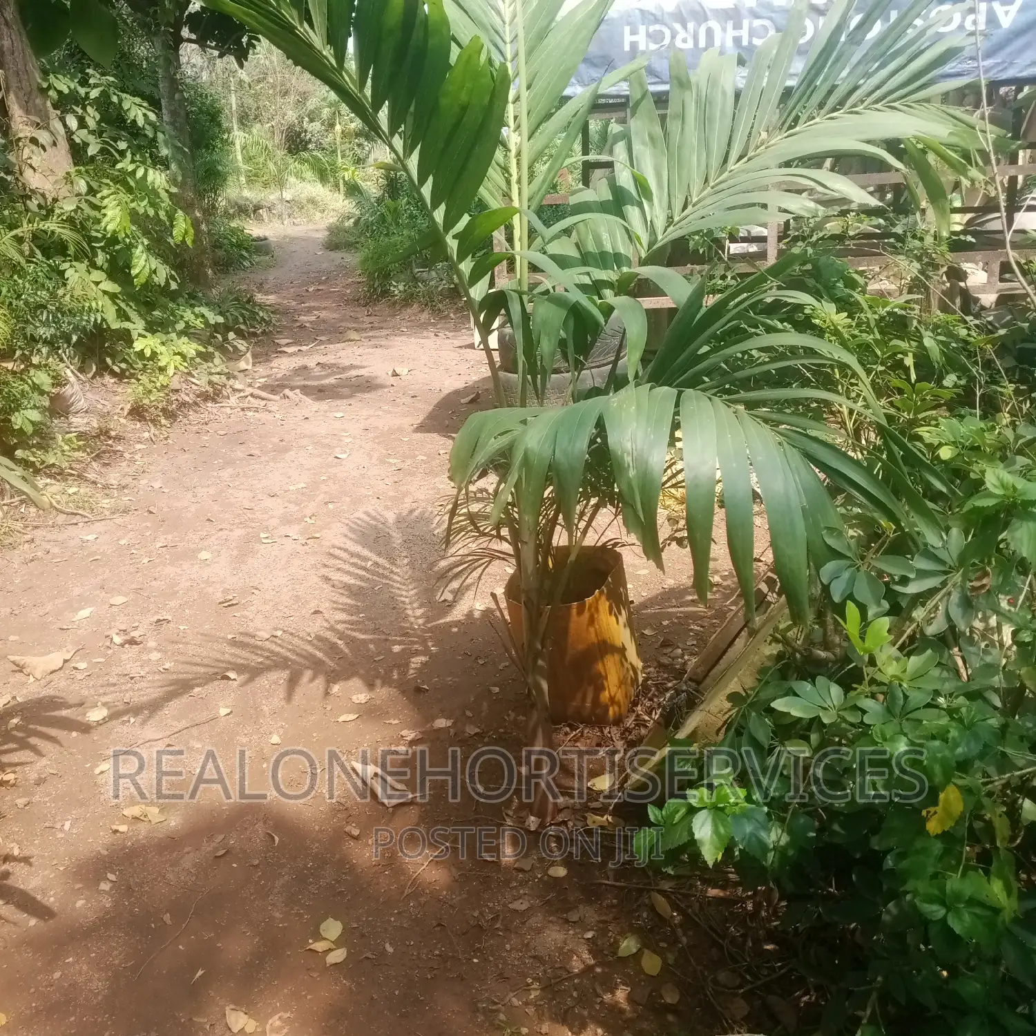 Queens Palm; Landscape Element for Home, Office , Hotels,