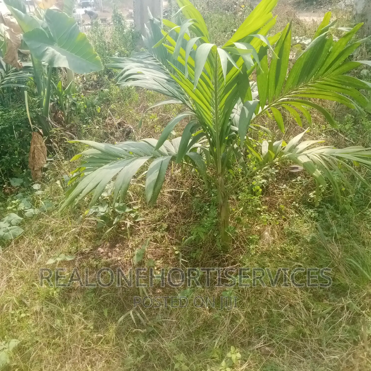Queens Palm; Landscape Element for Home, Office , Hotels,