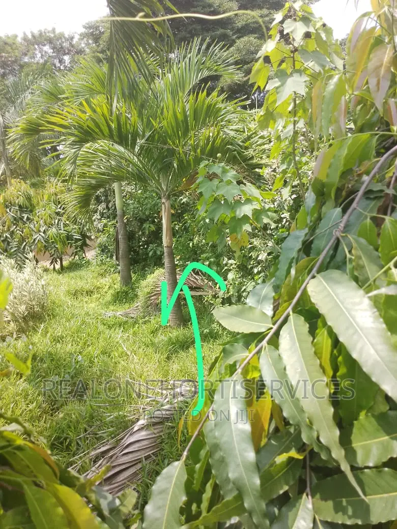 Matured Queens Palm for Schools,Hotels, Park, Schools , Home