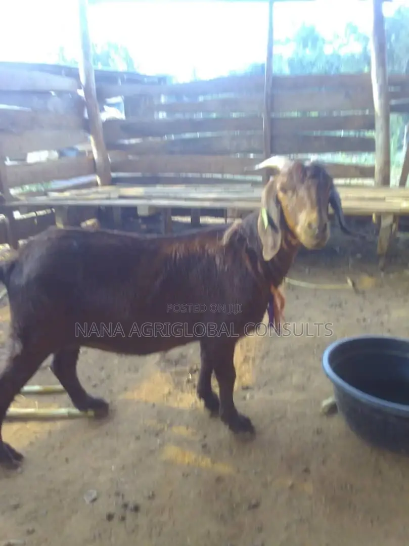 Sokoto Red Goat