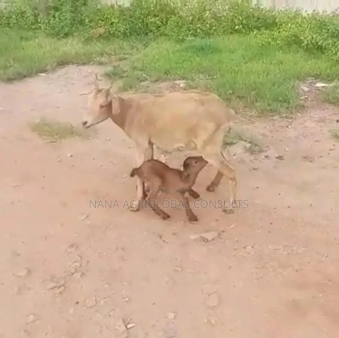 Sokoto Red Goat