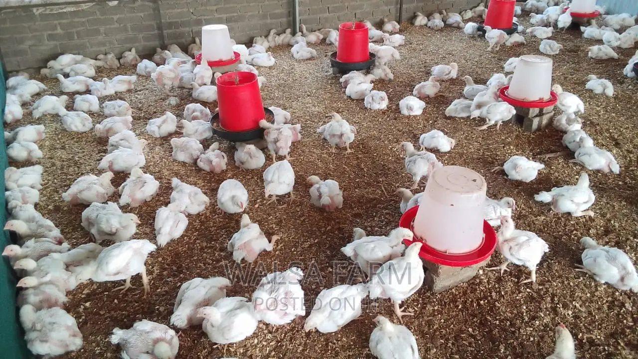 4 Weeks Broilers Available