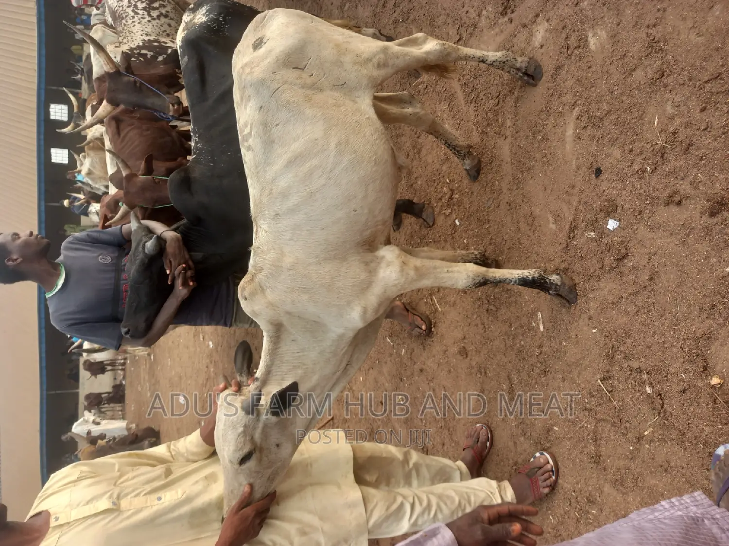 Medium Sized Cow