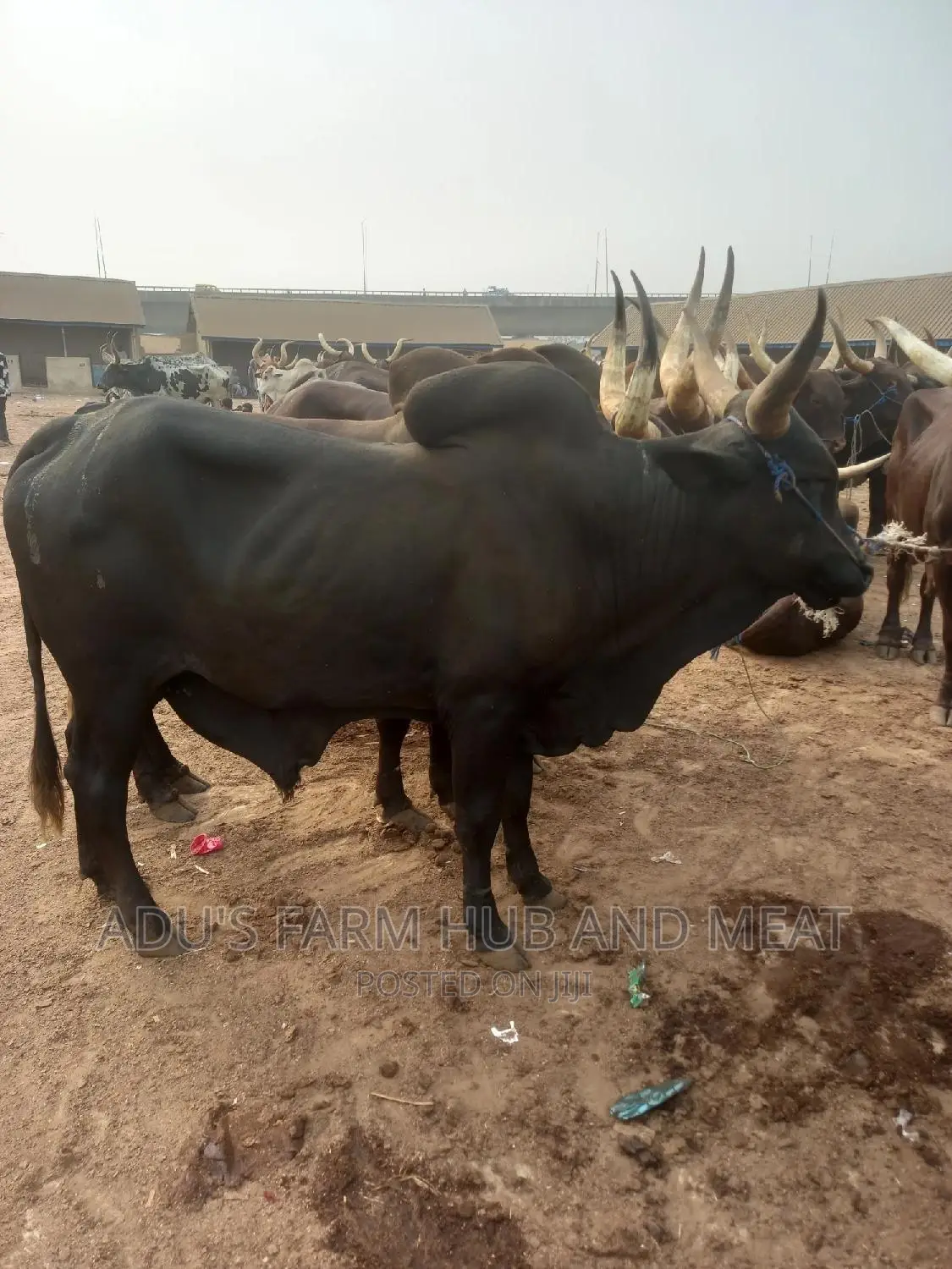 Healthy Giant Cows