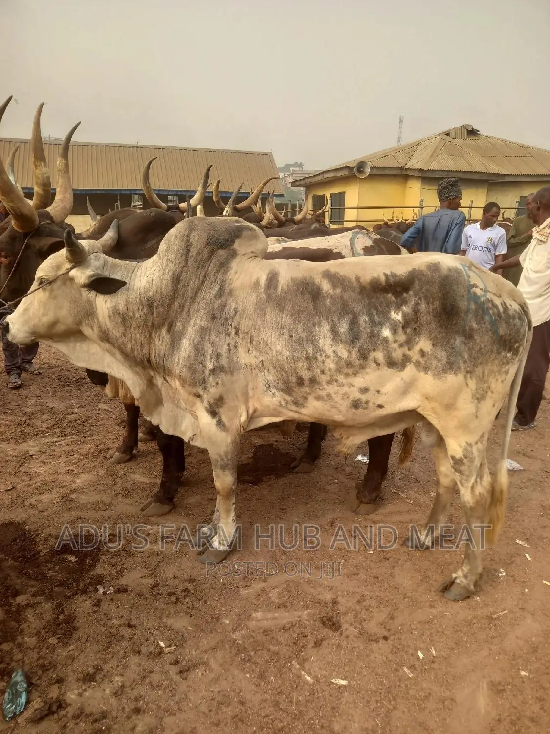 Healthy Giant Cows