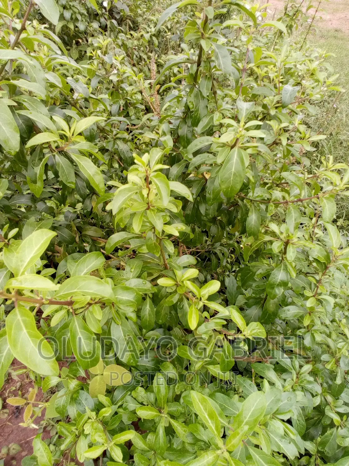Green Flower - For Decoration Fencing