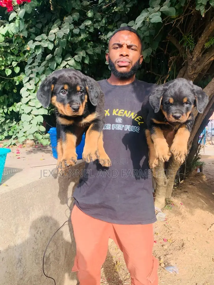 1-3 months Female Purebred Rottweiler