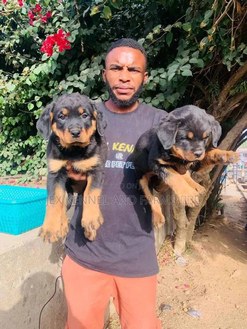 1-3 months Female Purebred Rottweiler