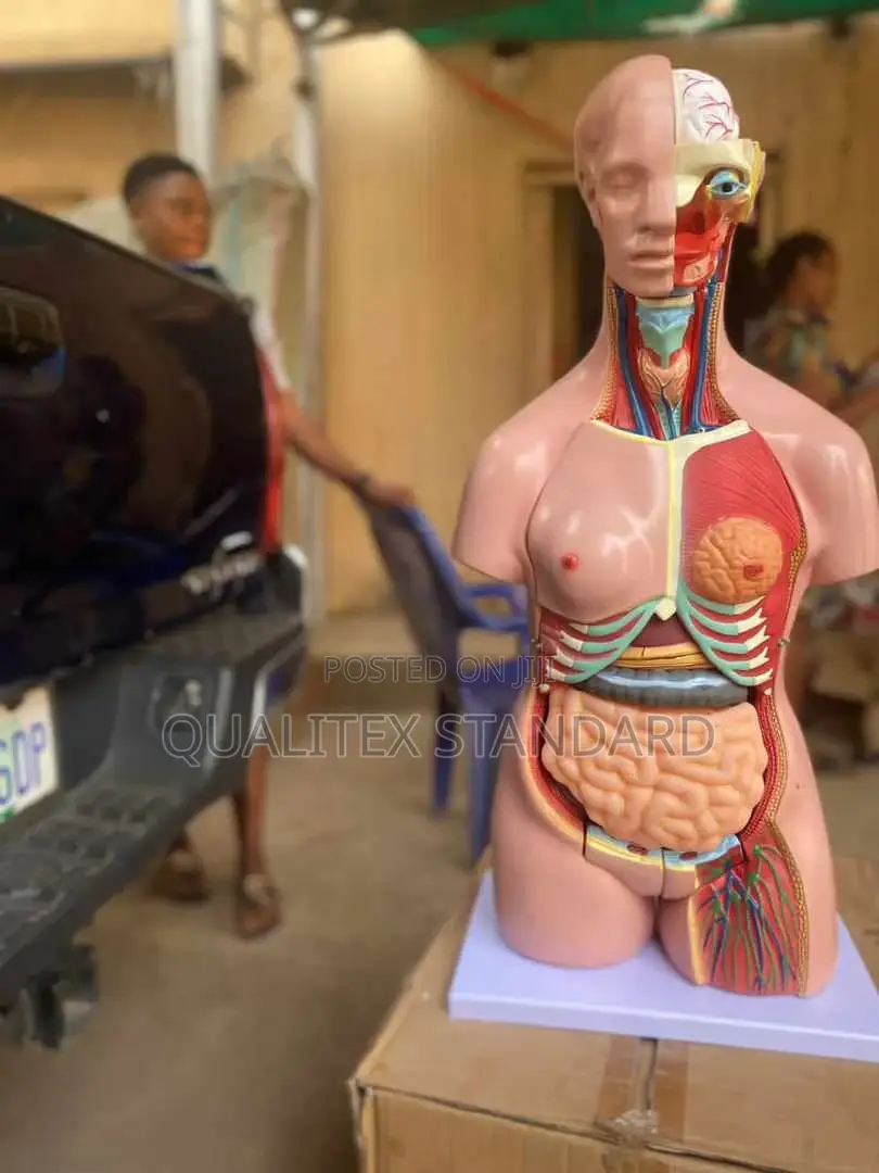 Female Torso Model
