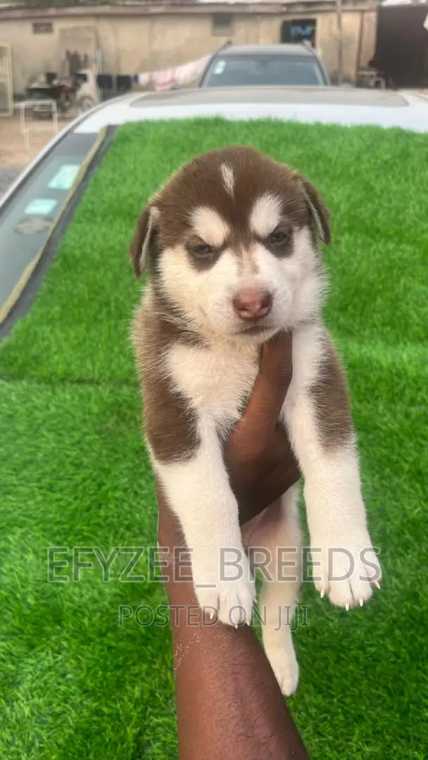 1-3 months Male Purebred Siberian Husky