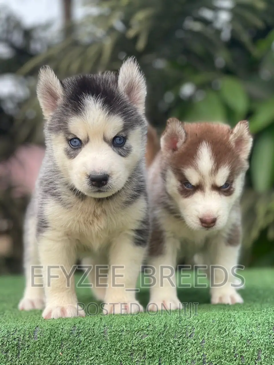 1-3 months Male Purebred Siberian Husky