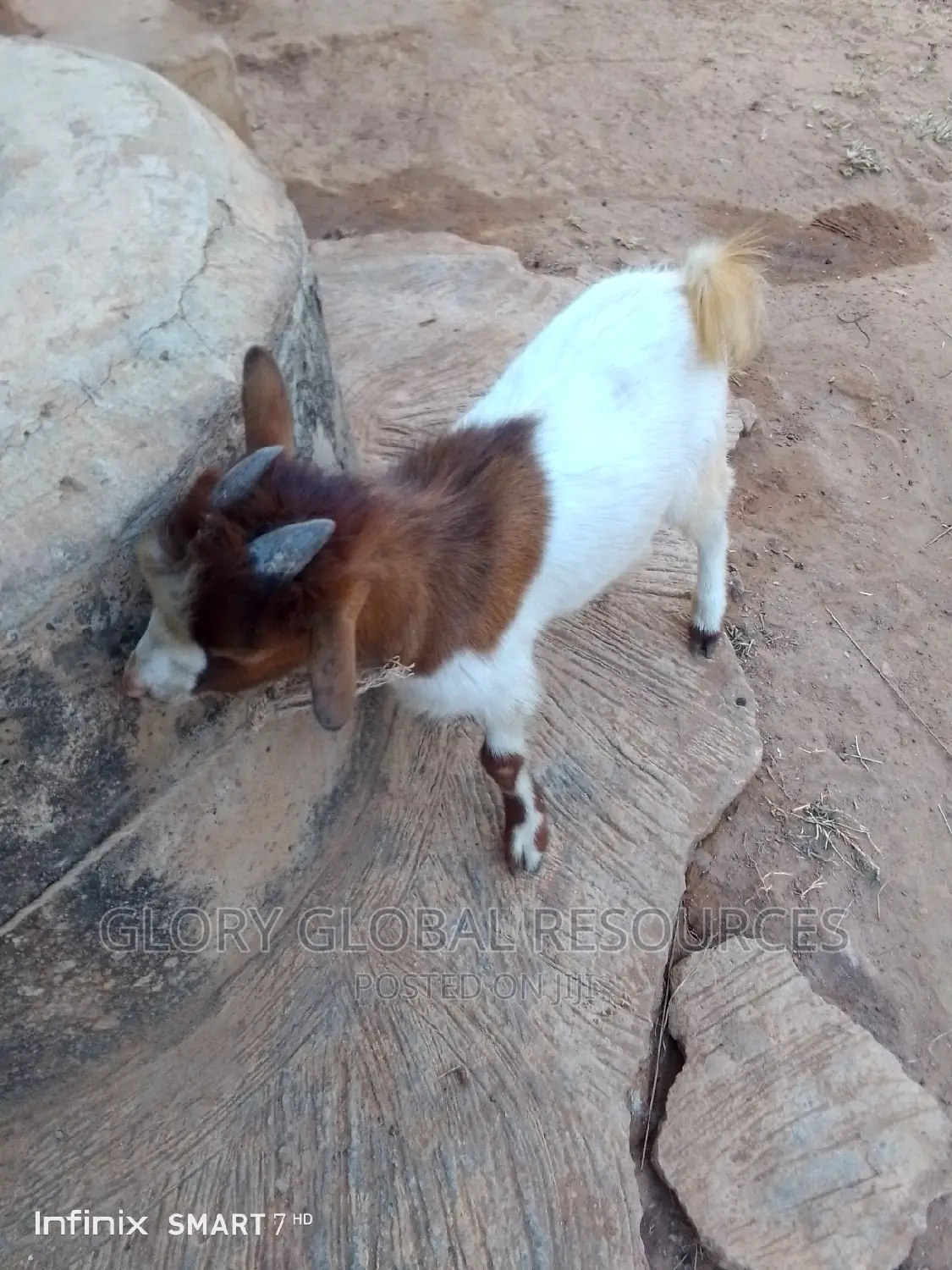 Matured Male Goat