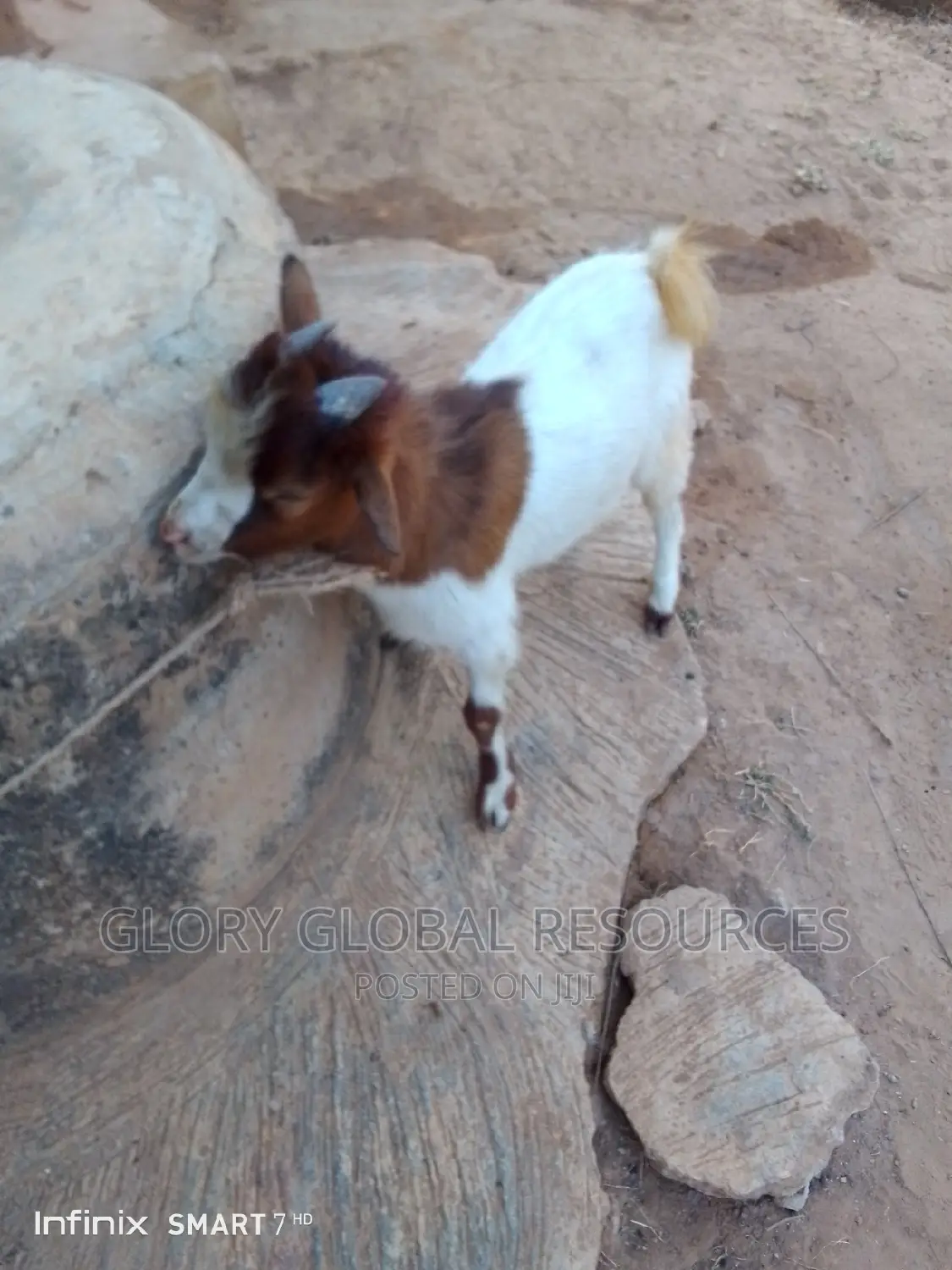 Matured Male Goat