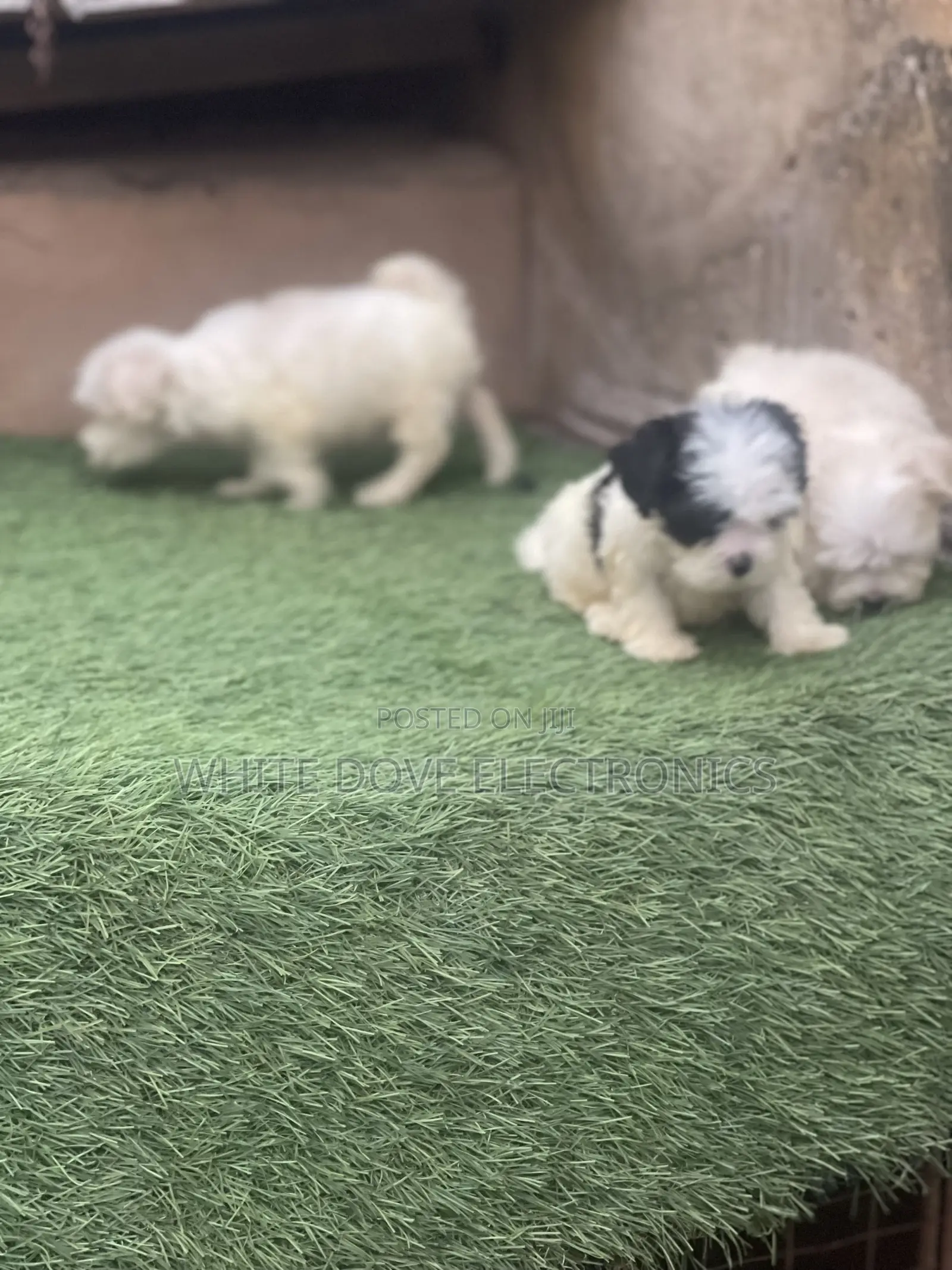1-3 months Female Purebred Lhasa Apso