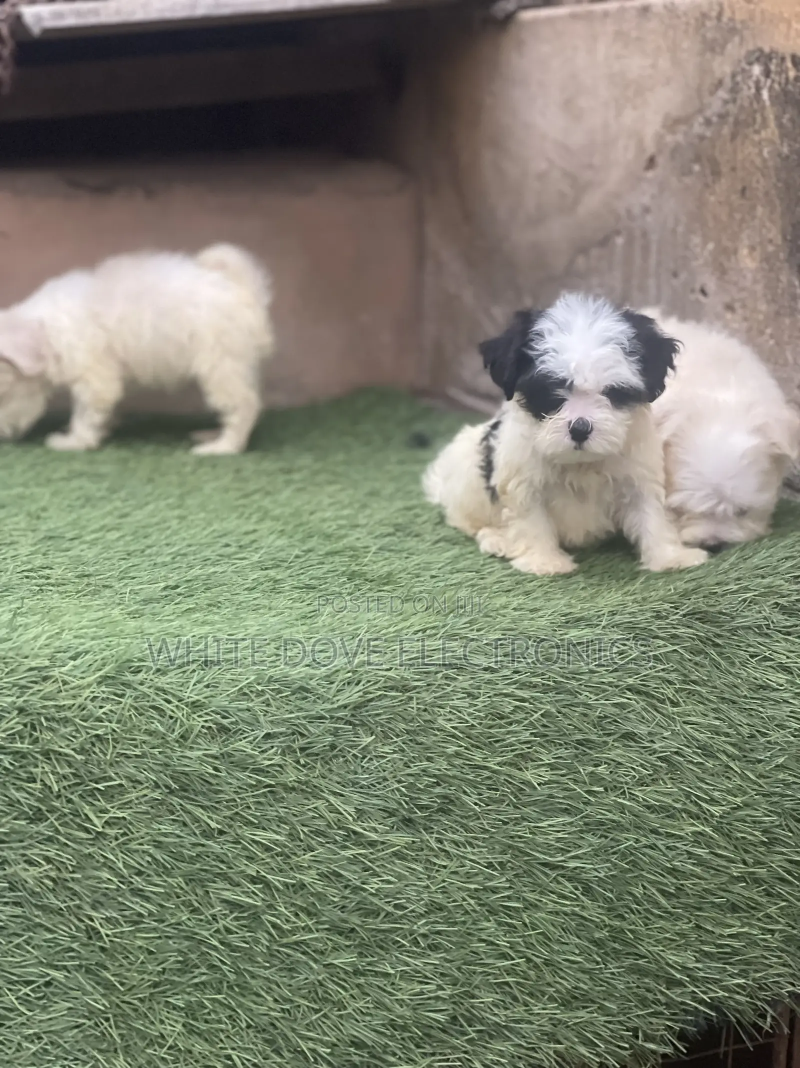 1-3 months Female Purebred Lhasa Apso