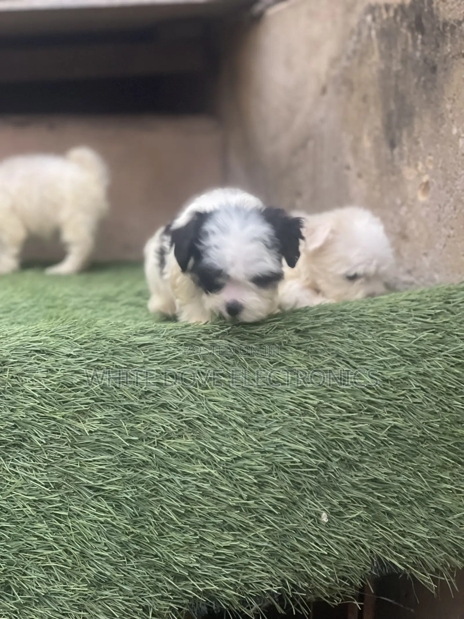 1-3 months Female Purebred Lhasa Apso