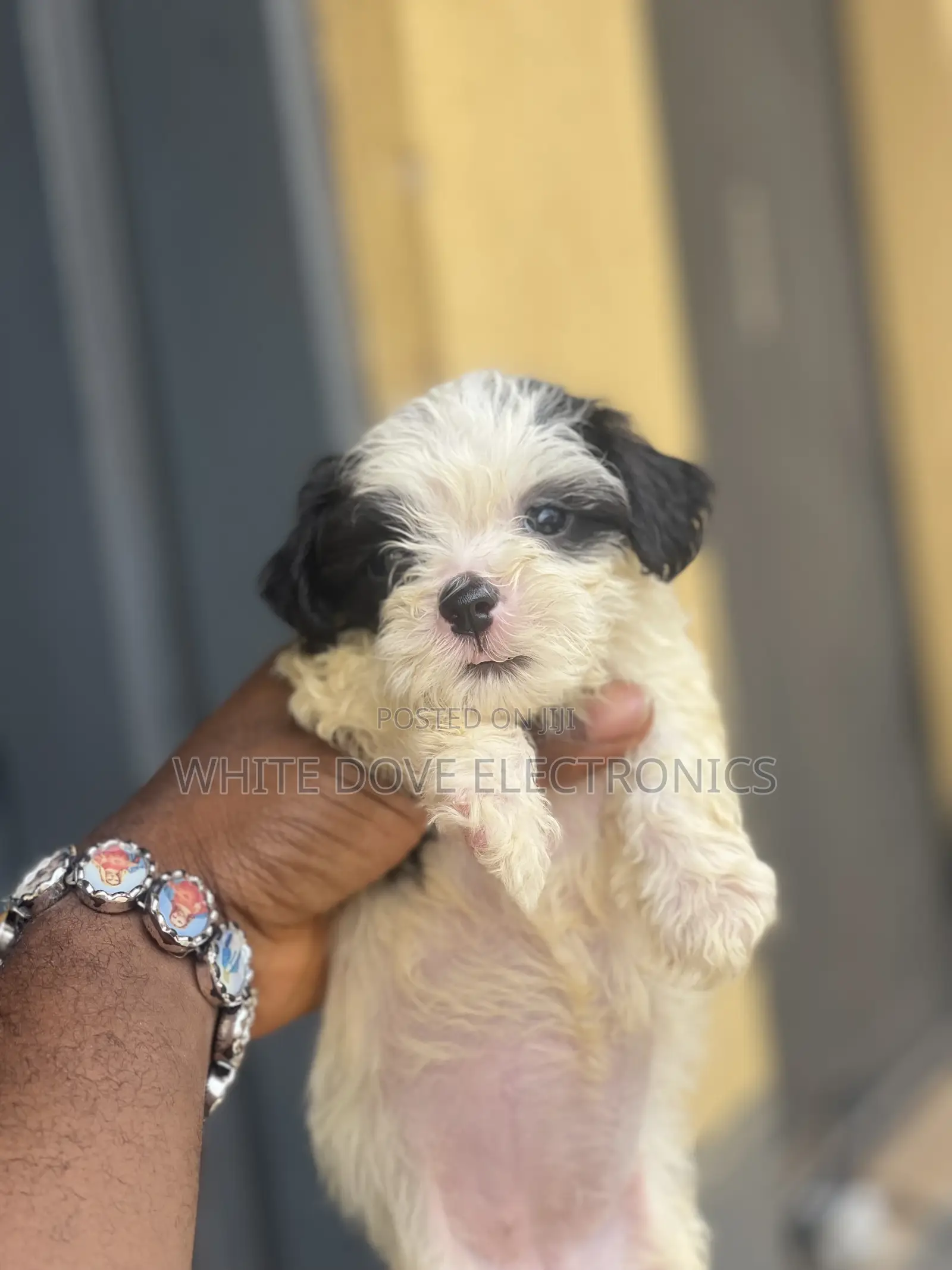 1-3 months Male Purebred Lhasa Apso