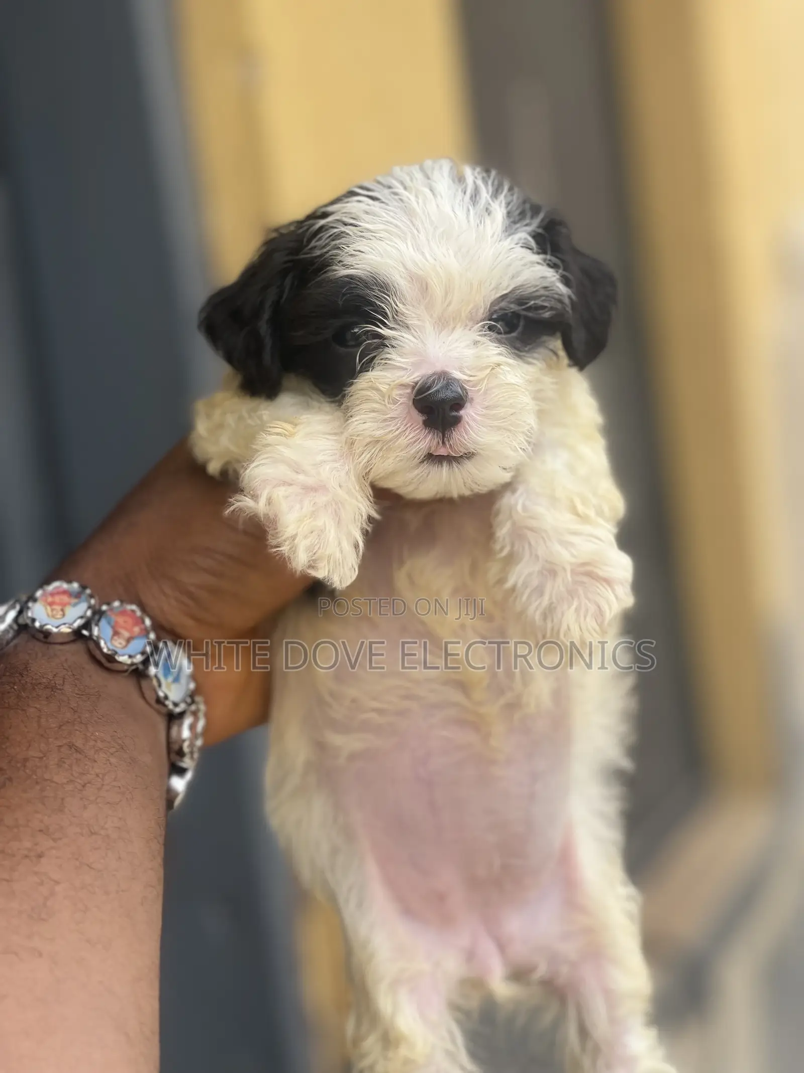 1-3 months Male Purebred Lhasa Apso
