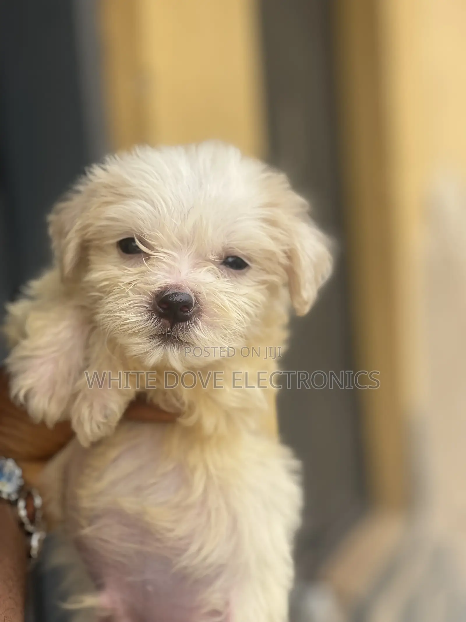 1-3 months Male Purebred Lhasa Apso