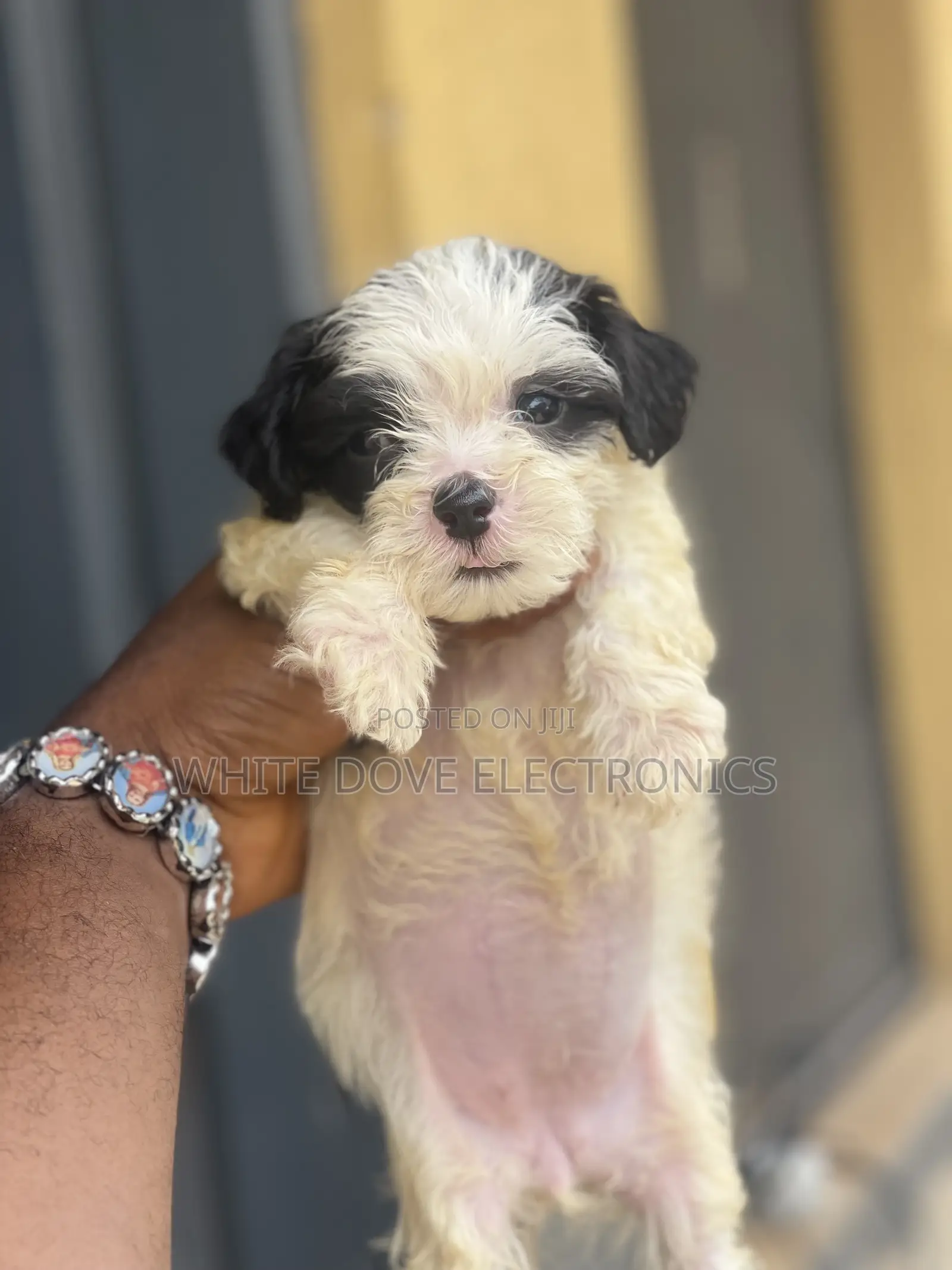 1-3 months Male Purebred Lhasa Apso
