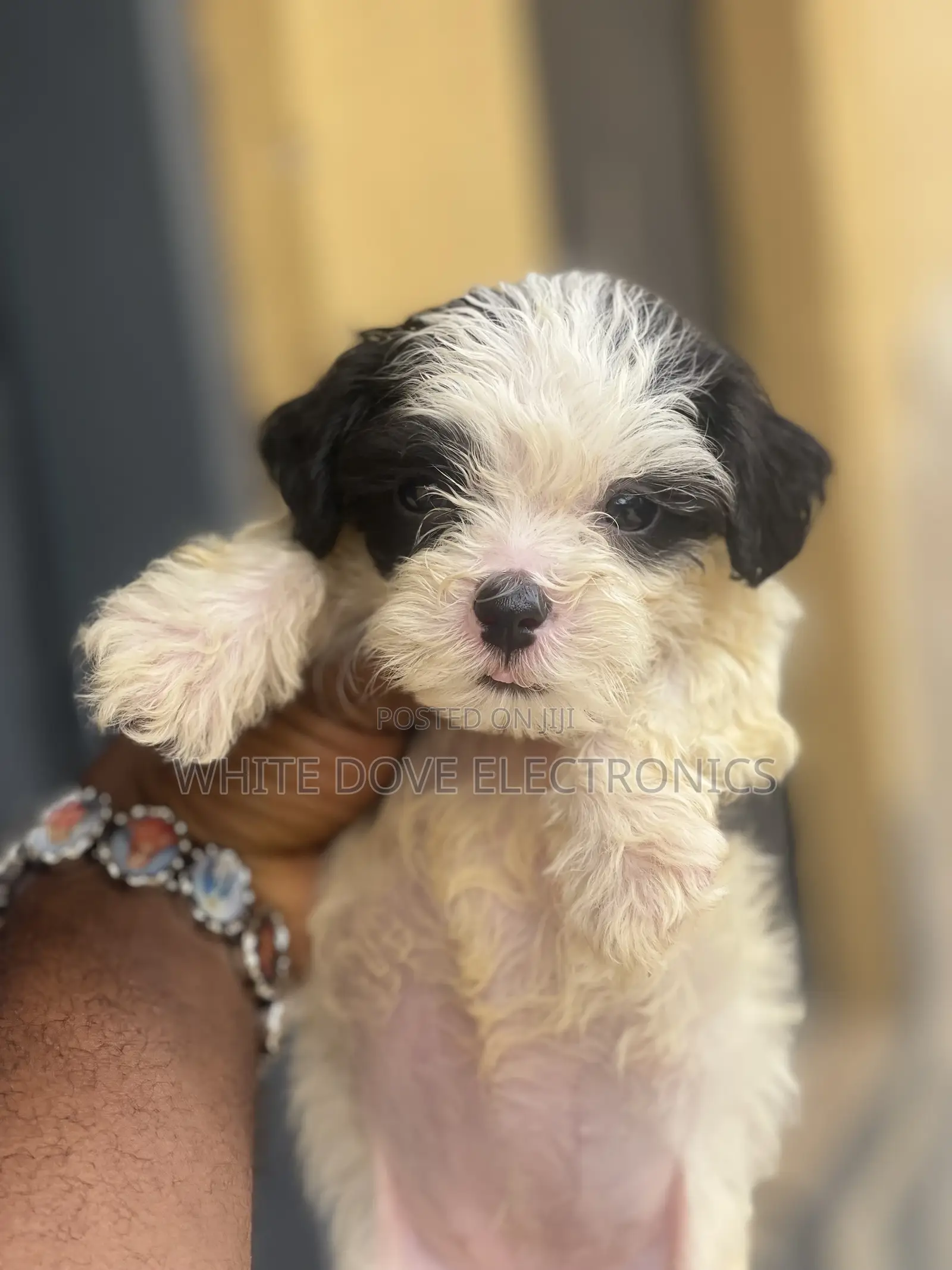 1-3 months Male Purebred Lhasa Apso