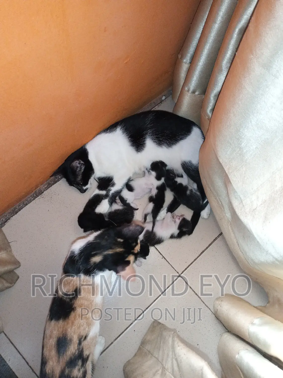 1-3 months Male Purebred American Wirehair