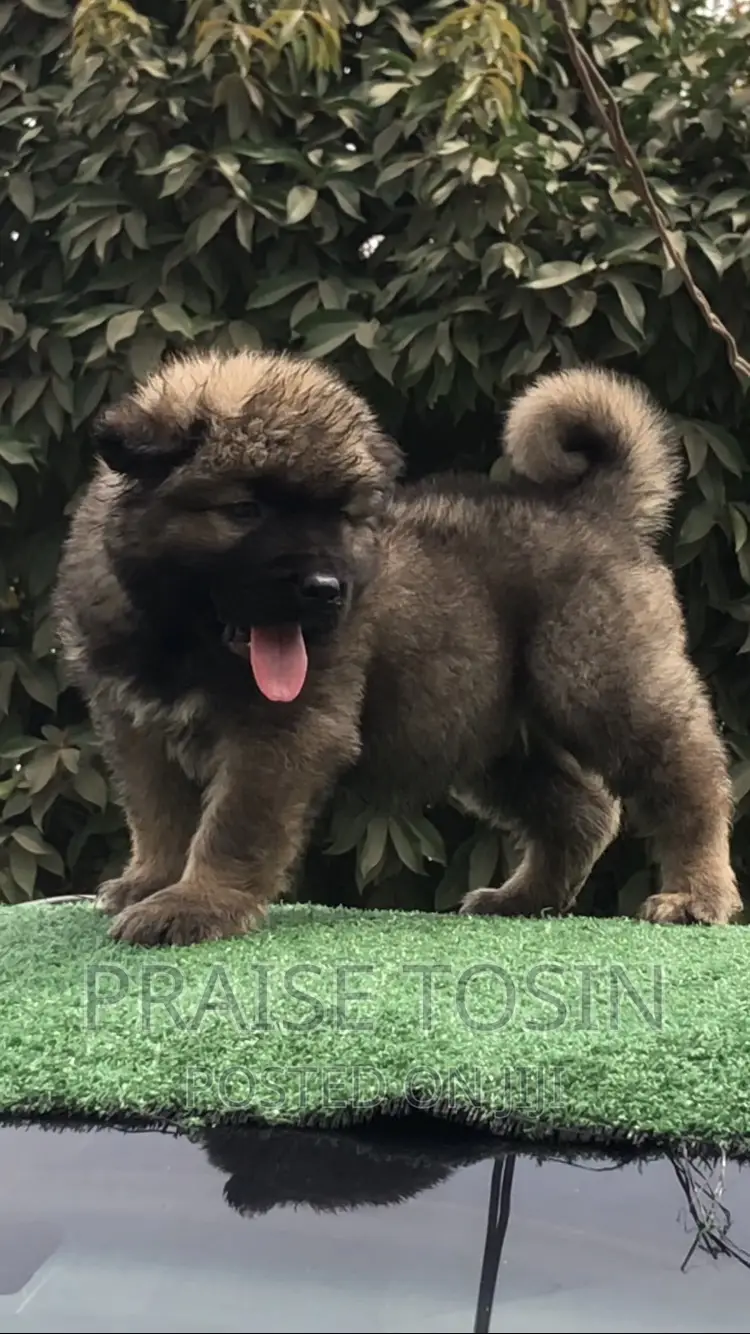 1-3 months Male Purebred Caucasian Shepherd