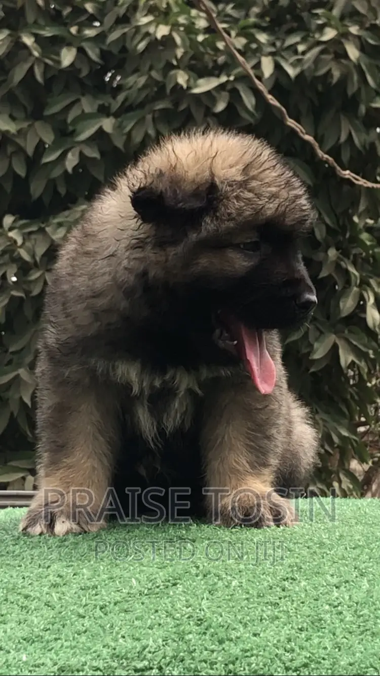 1-3 months Male Purebred Caucasian Shepherd