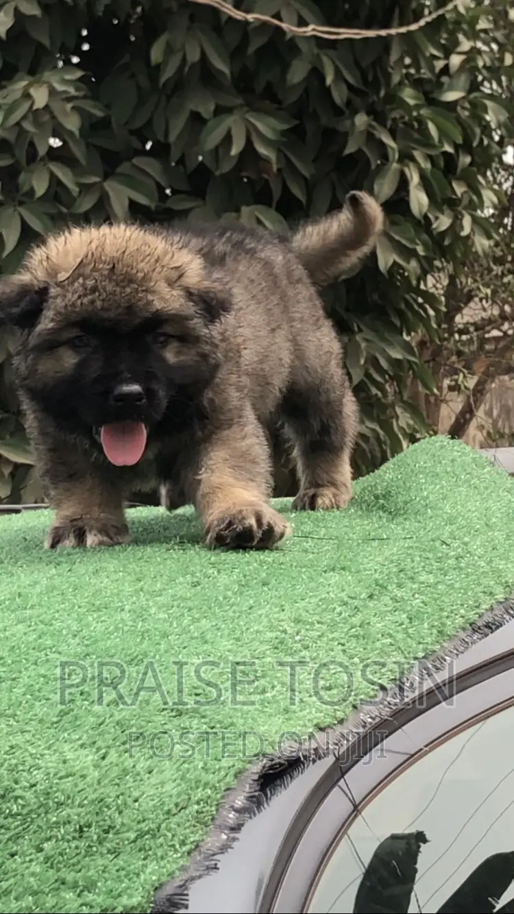 1-3 months Male Purebred Caucasian Shepherd