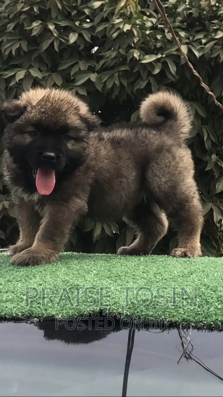 1-3 months Male Purebred Caucasian Shepherd