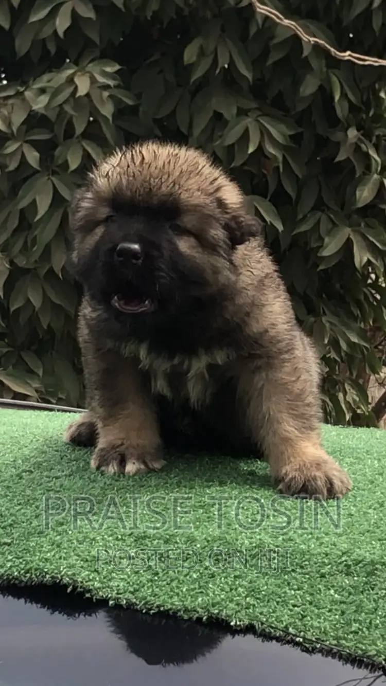 1-3 months Male Purebred Caucasian Shepherd