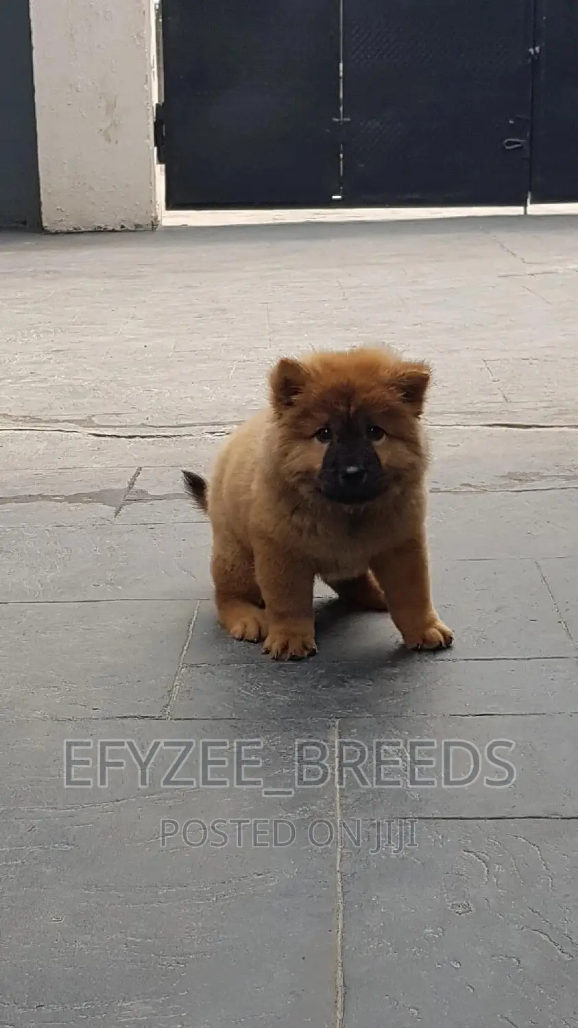 3-6 months Female Purebred Chow Chow