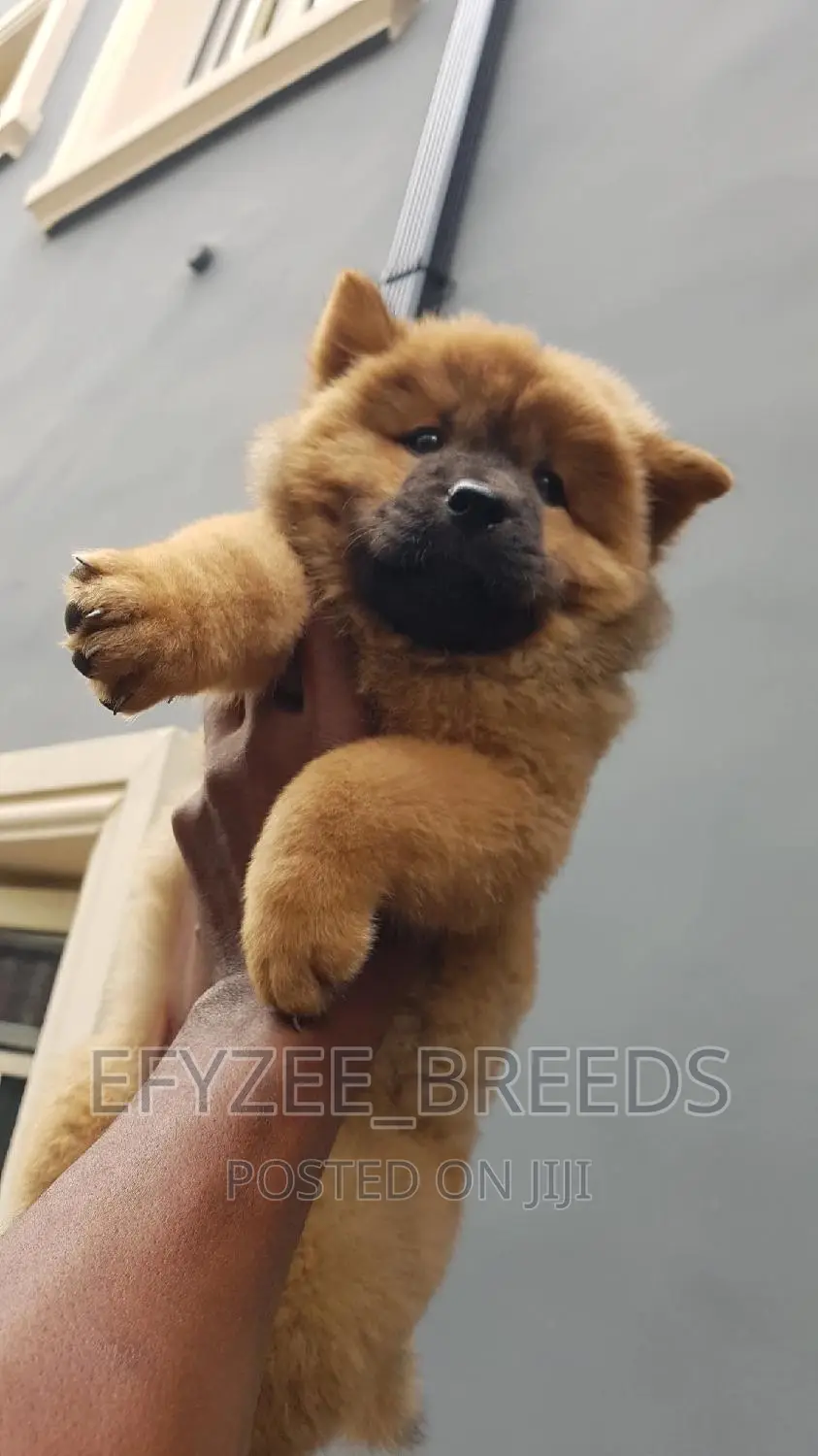 3-6 months Female Purebred Chow Chow